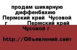 продам шикарную диффенбахию - Пермский край, Чусовой г.  »    . Пермский край,Чусовой г.